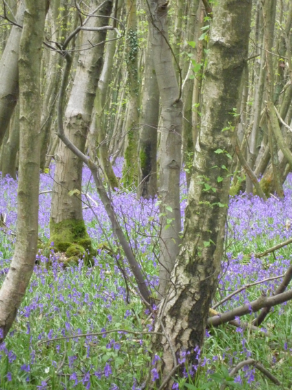 9 May bluebells 7.jpg